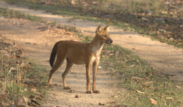 bandhavgarh wildlife safari