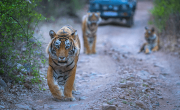 bandhavgarh_safari