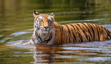 Bandhavgarh Tiger Safari