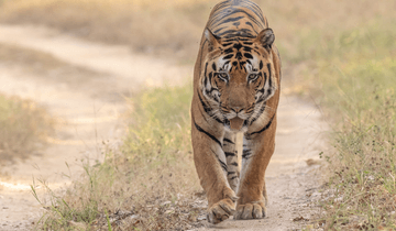 Bandhavgarh National Park