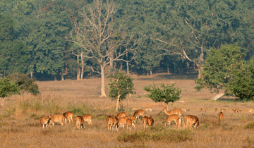 Bandhavgarh Tour Package