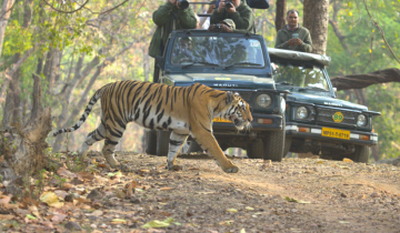 bandhavgarh safari package