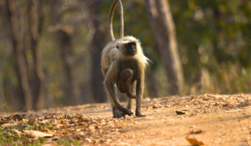 bandhavgarh tour package